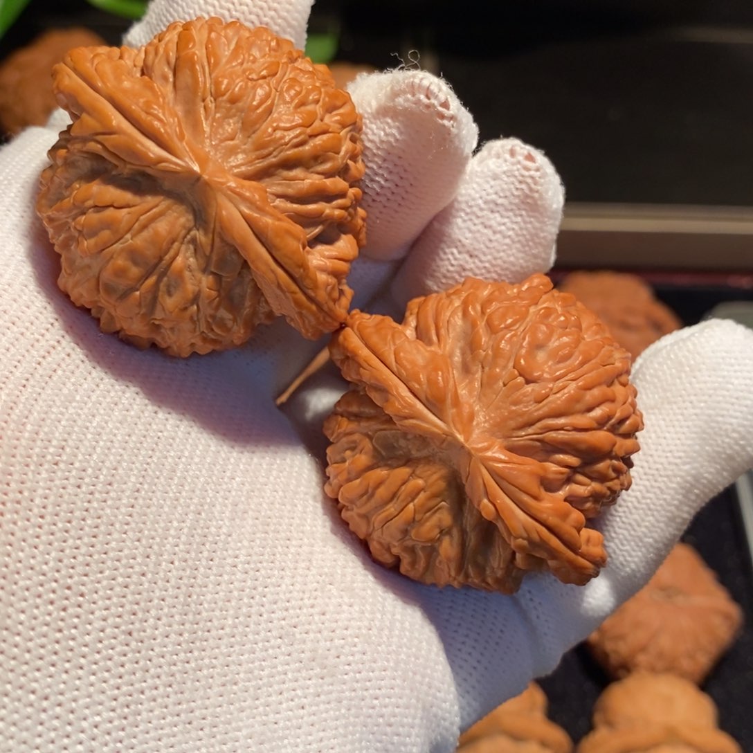 文玩核桃把件白狮子全品44尺