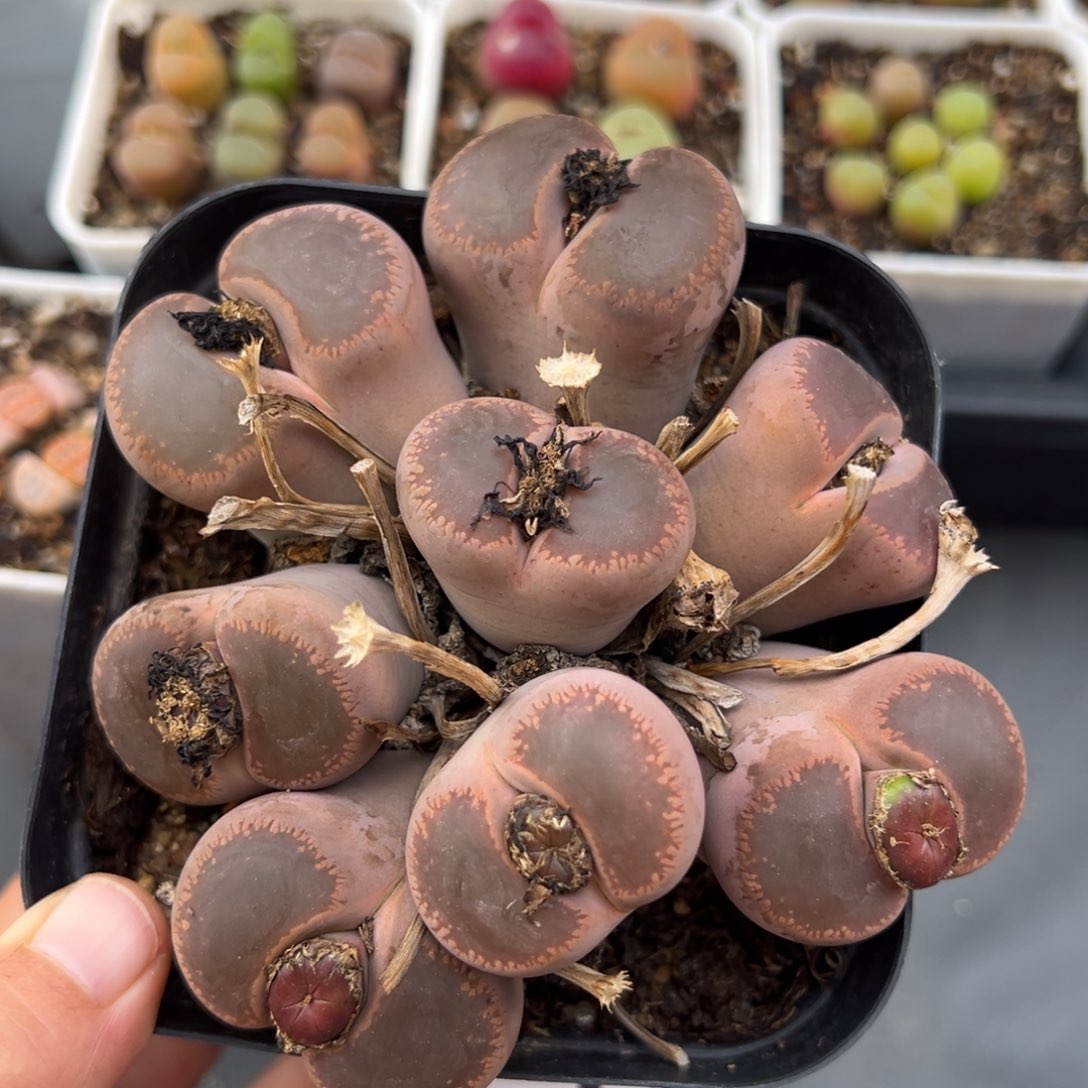 2.18好看的多肉181