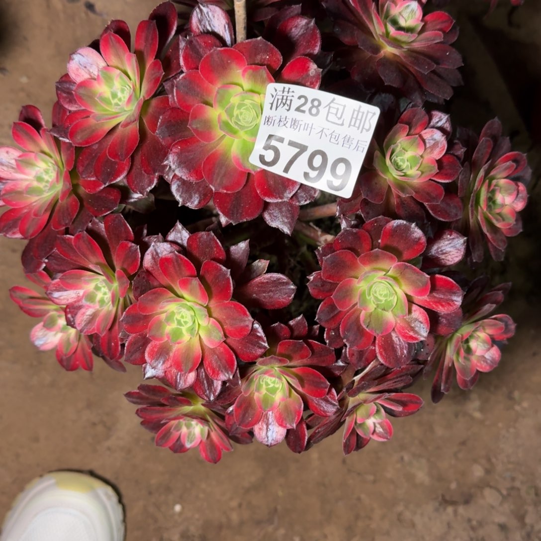 5799安娜多肉植物保护