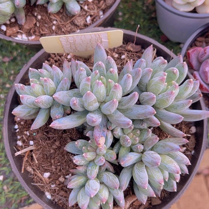 健健康康平平安安