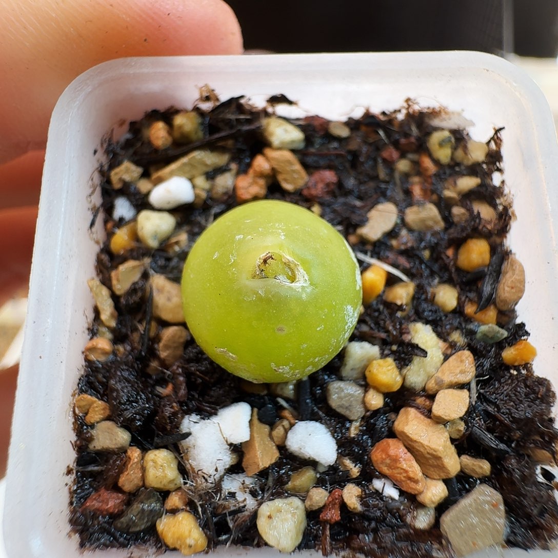 多肉植物福利肉锥园艺大葫芦447