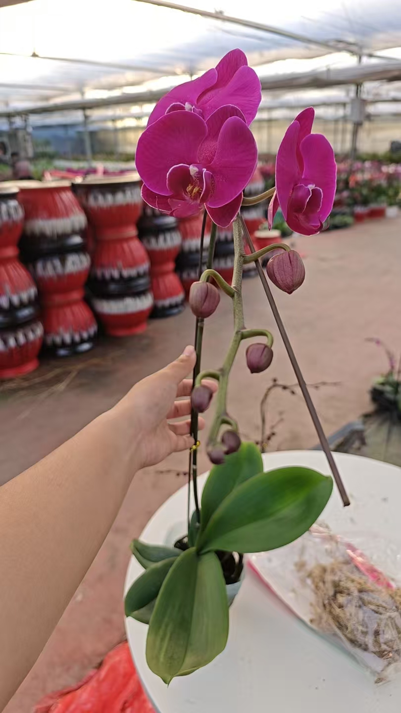 蝴蝶兰（大辣椒B级叶片自然开裂正常现象）