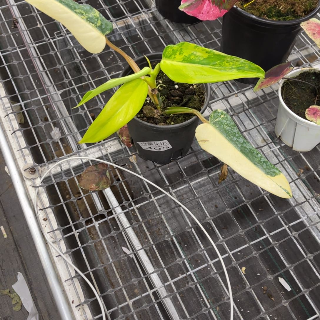 S***a无花朵           405芒果奶昔不包售后