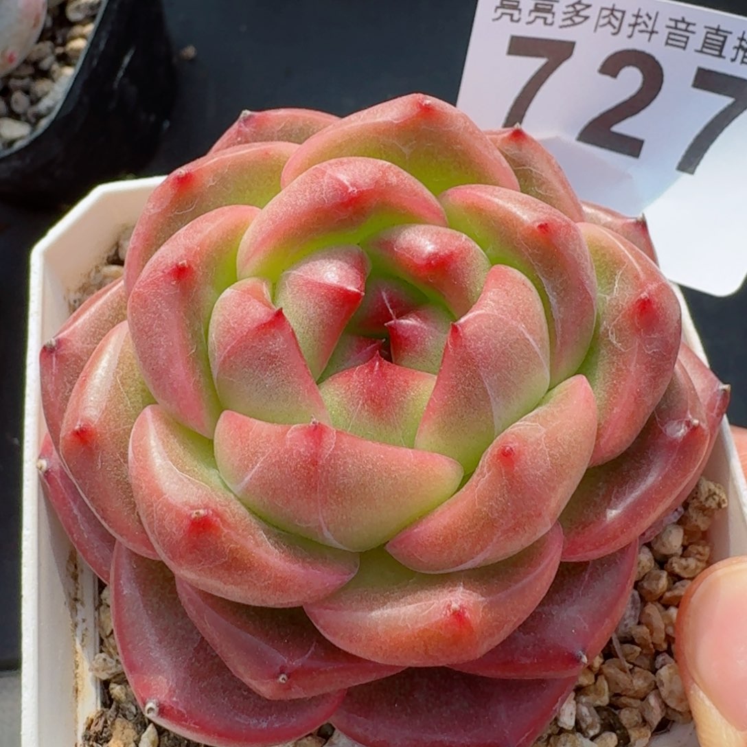 孤品         精品多肉