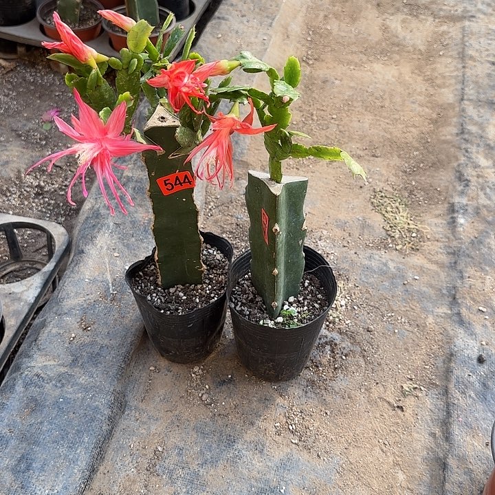 542+544嫁接蟹爪兰：索菲亚两颗（叶片晒伤）