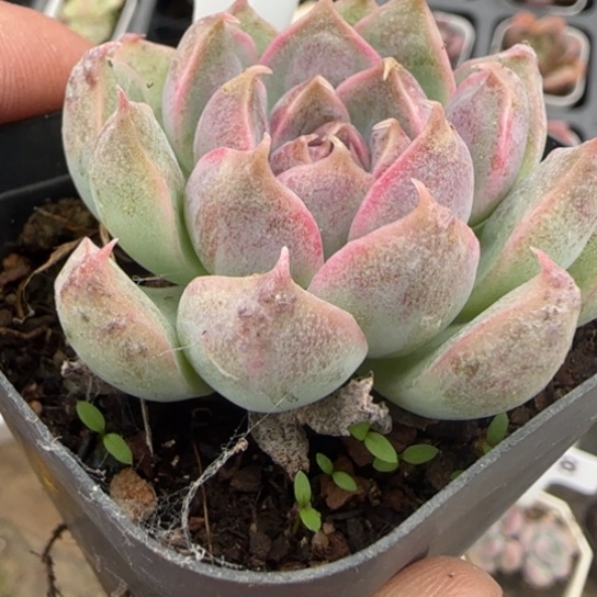 76巴洛克多肉多肉多