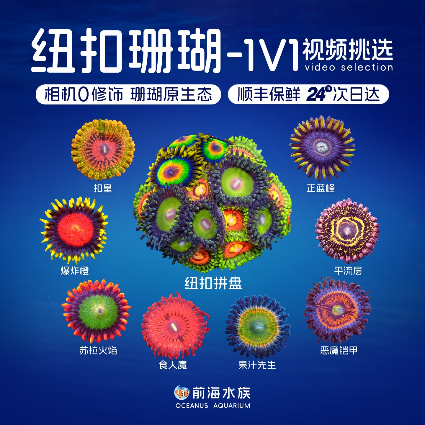 幻彩纽扣拼盘珊瑚活物活体新手试水平流层纽扣海水鱼缸观赏鱼