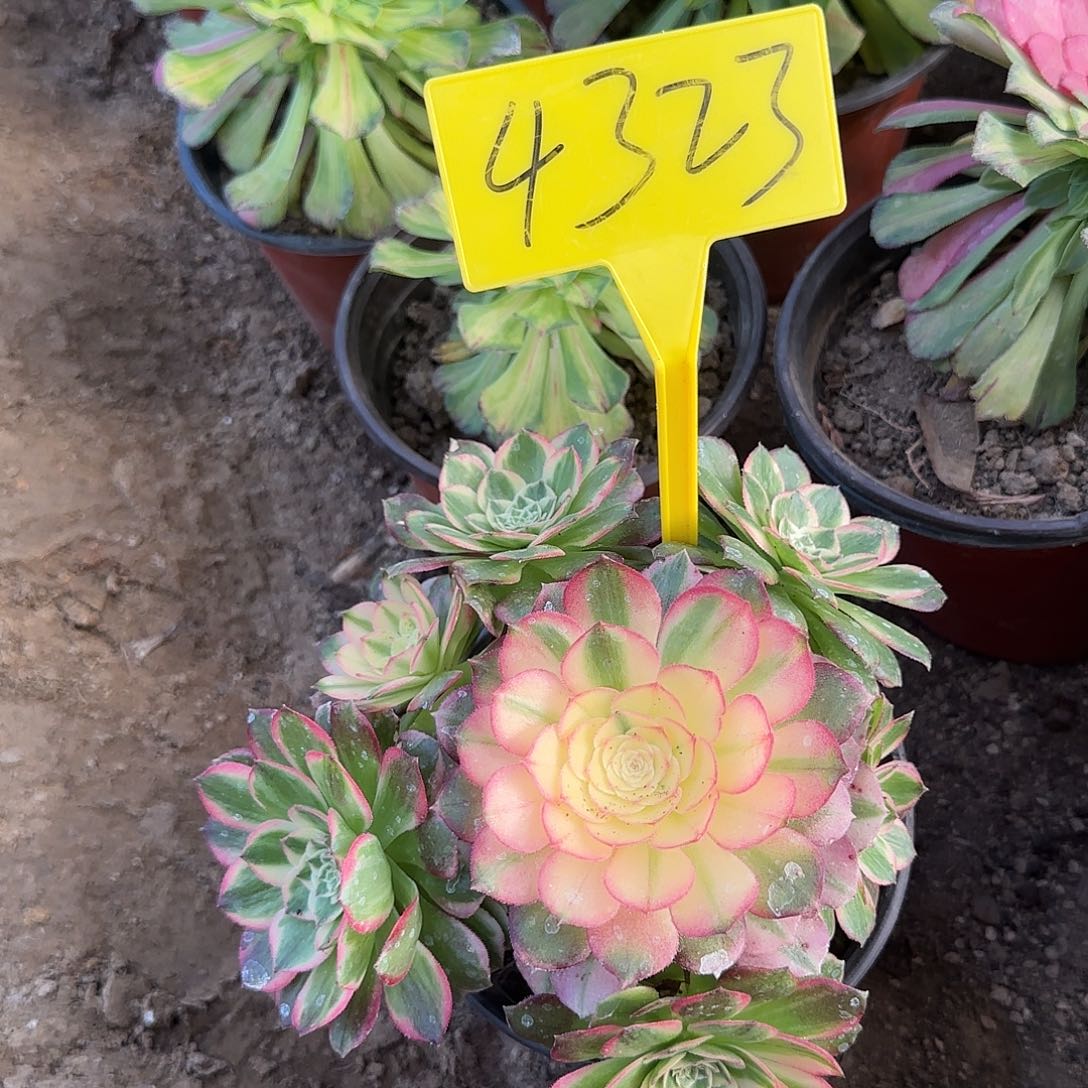 4323--海鲜多头多肉