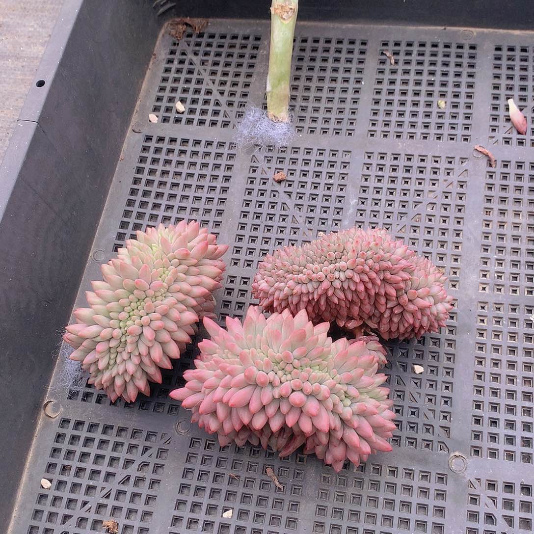 虞美人缀化捡漏24678899999