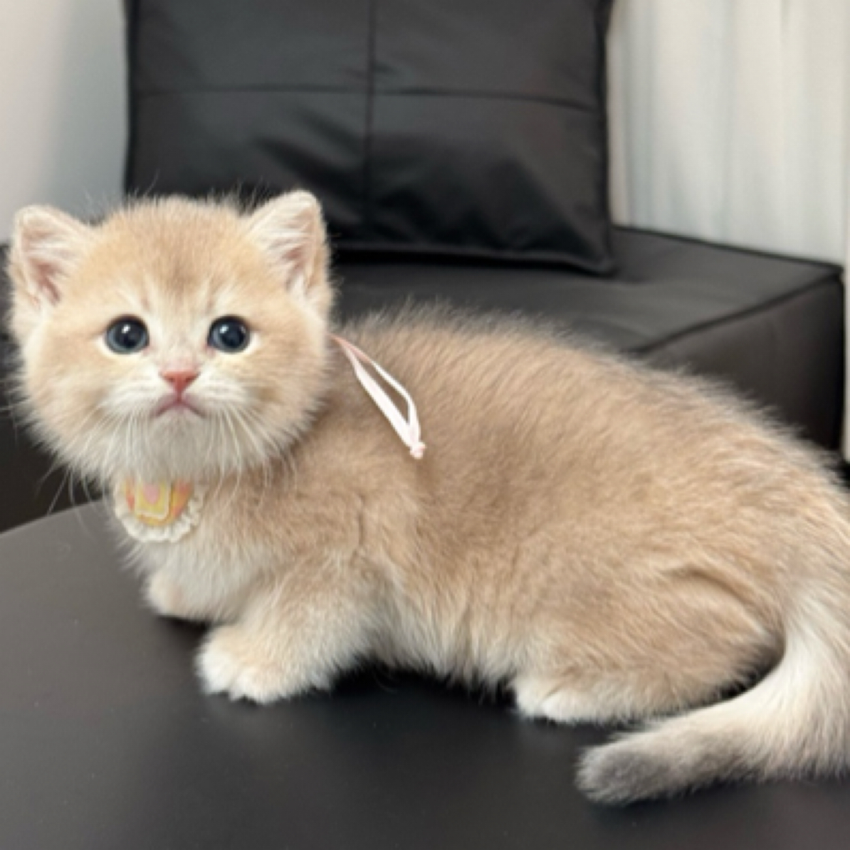 蓝金妹妹（全国包运）