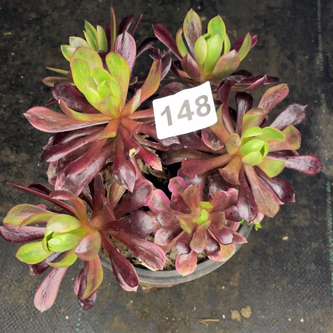 148号欧子变异没有名字