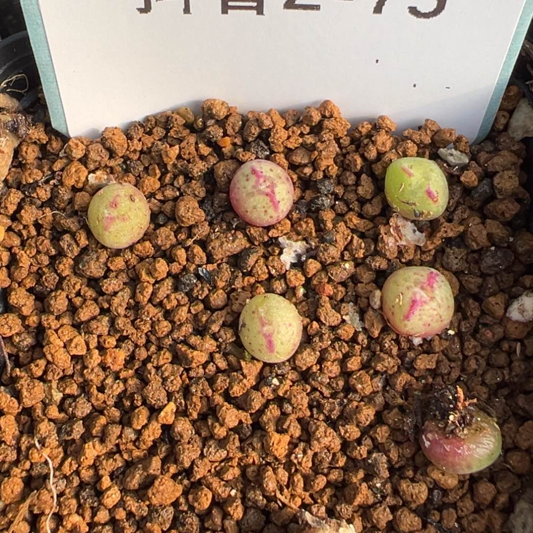 2-75量拍园艺985猪蹄一颗