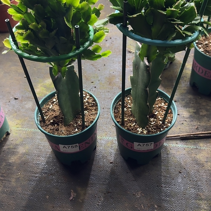 高***缘大部分开放少量花苞758+757