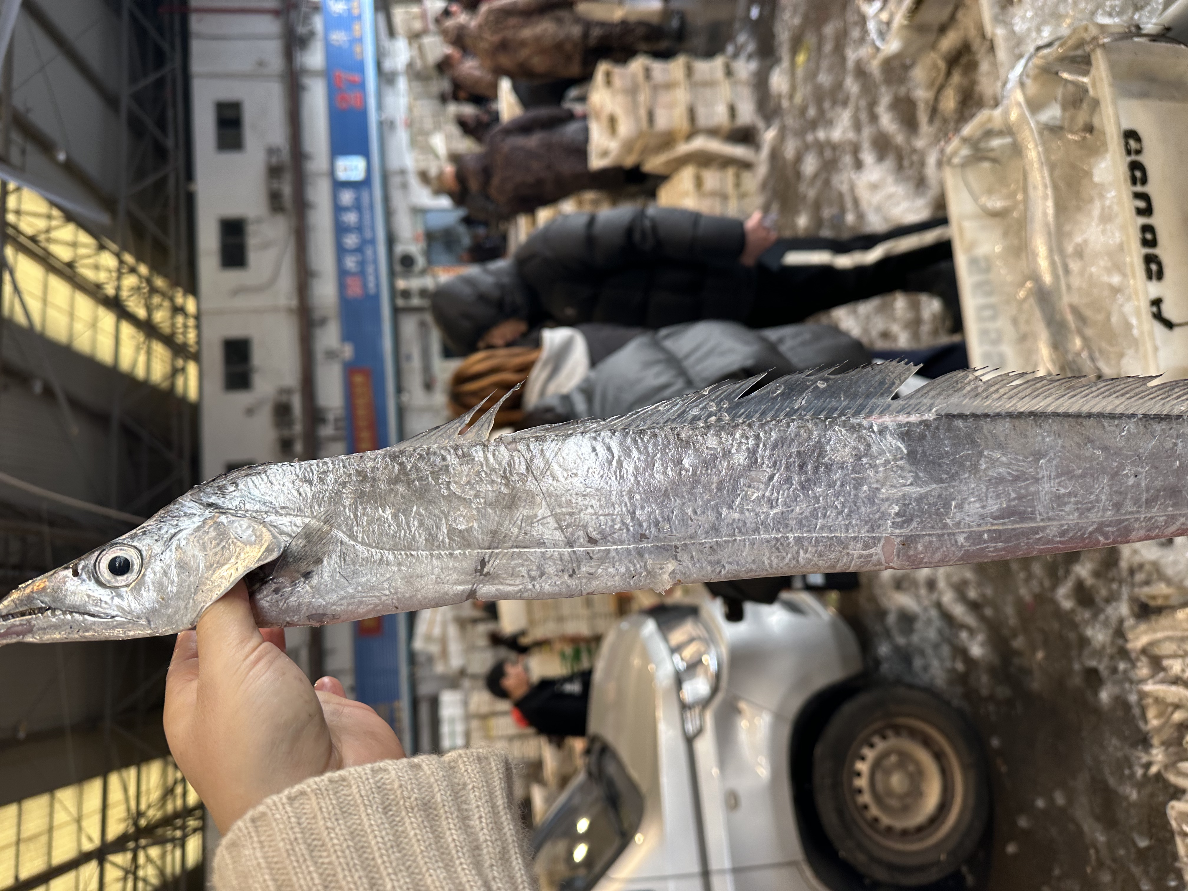 【4斤带鱼】正宗鹰钩嘴小眼带4斤5-6条东海野生海捕（介意破肚慎拍）