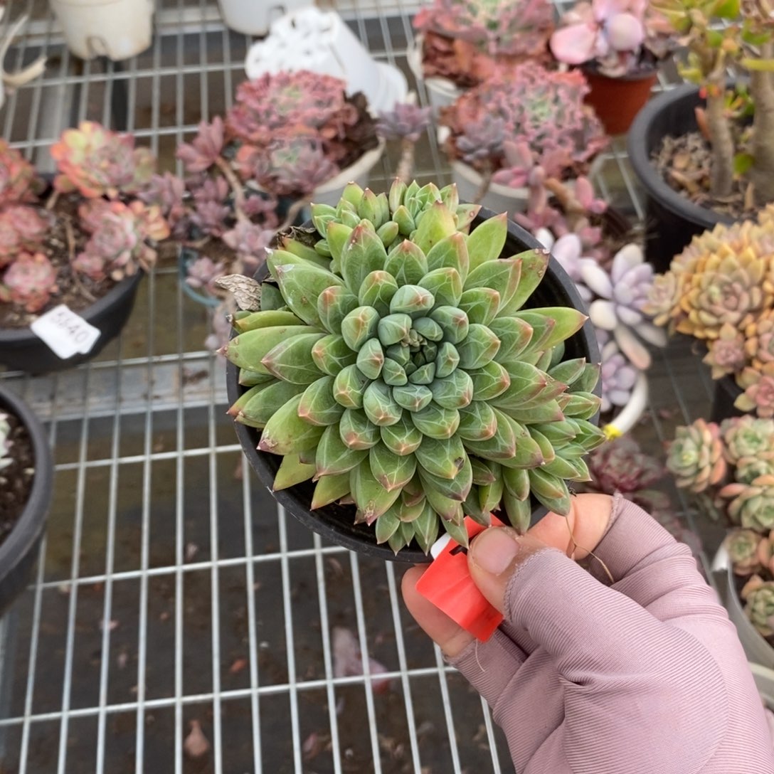 139陨石雪花石一物一拍