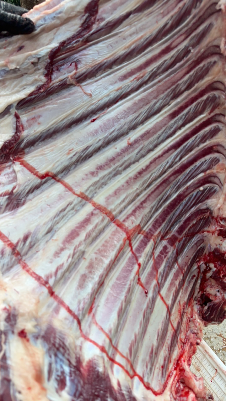 土黄牛排骨，贵州遵义农家土黄牛拍4斤顺丰包邮