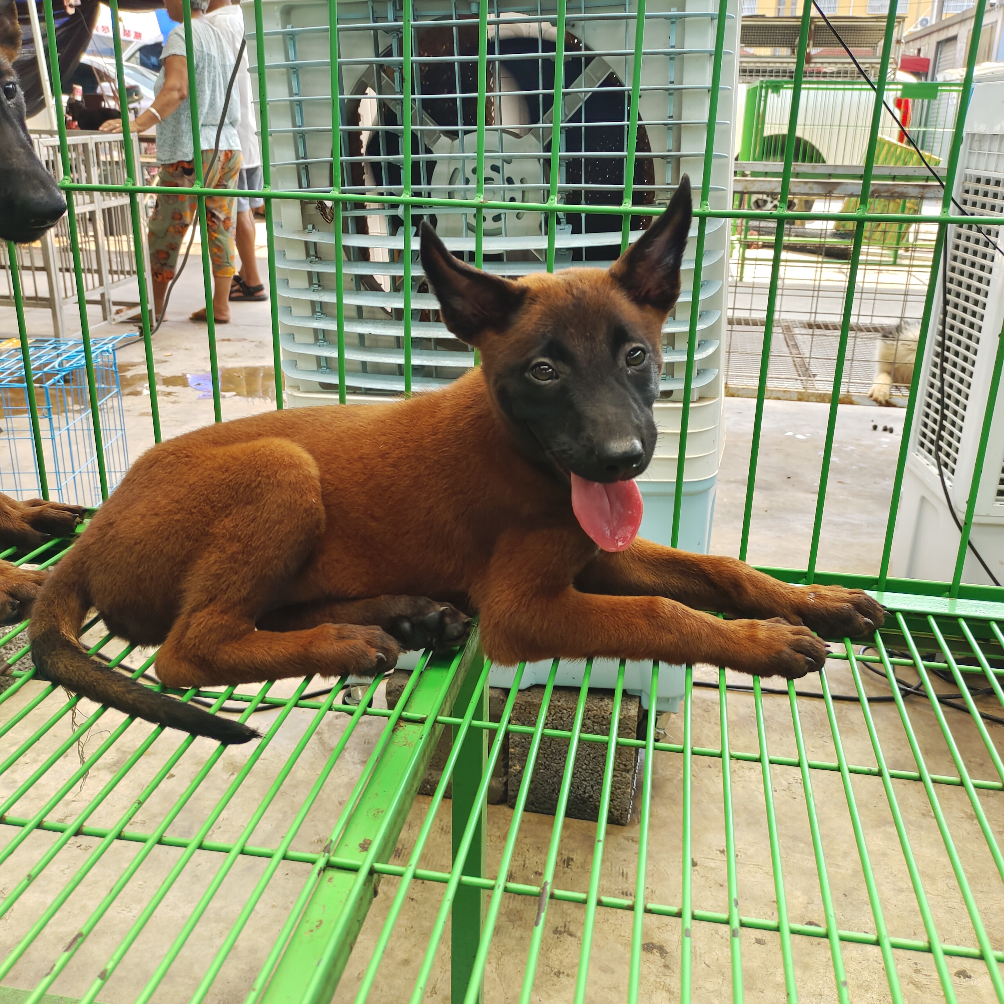 精品爆红马犬训练好的正宗双血统马犬适合看家护院家养宠物