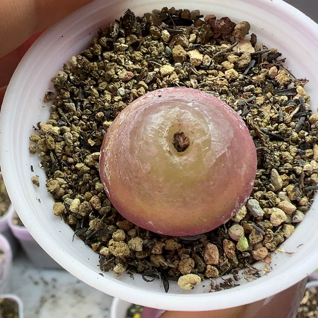 682灯泡2.2厘米带盆土发货