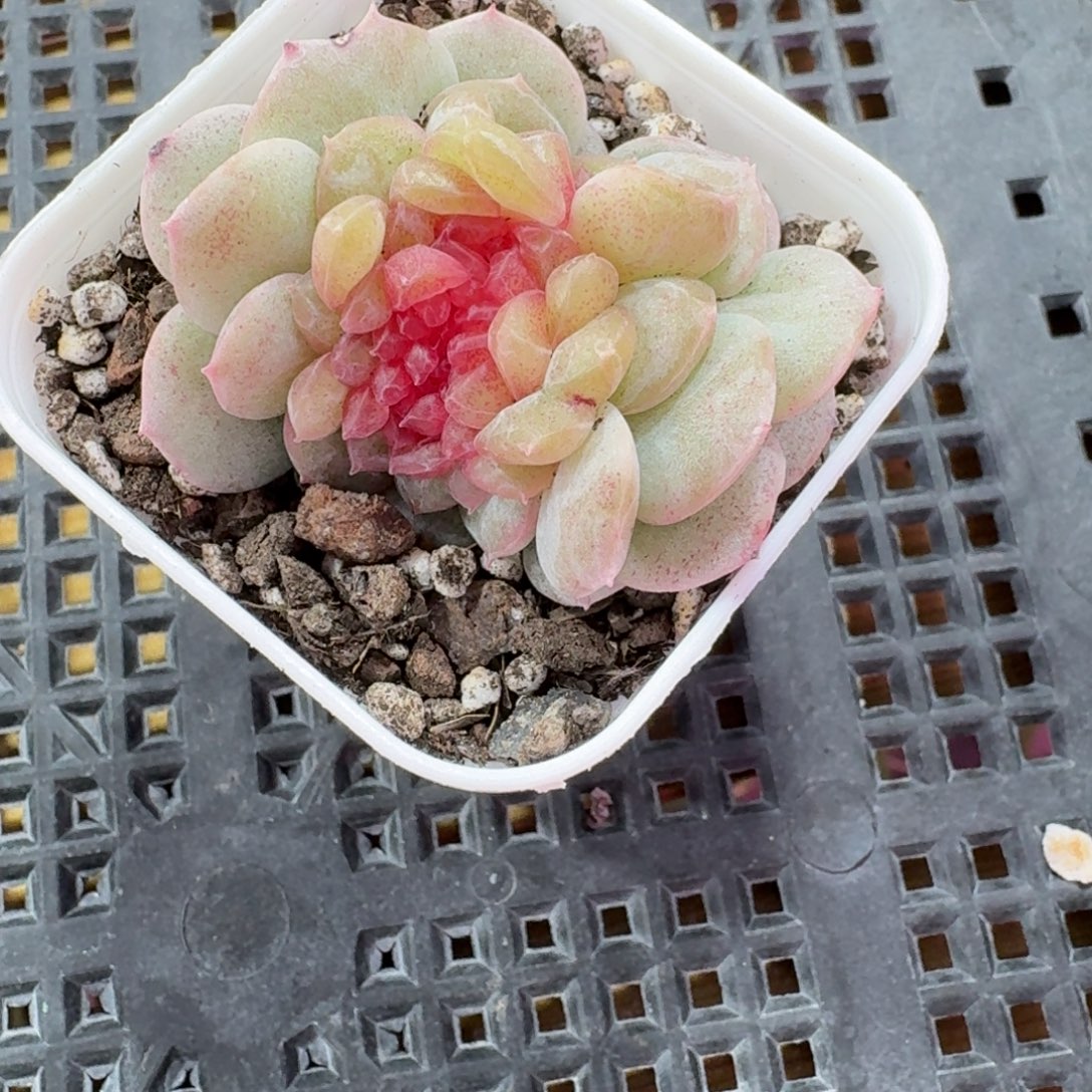 ⊤***梃1213-36-瑰夏缀化一颗