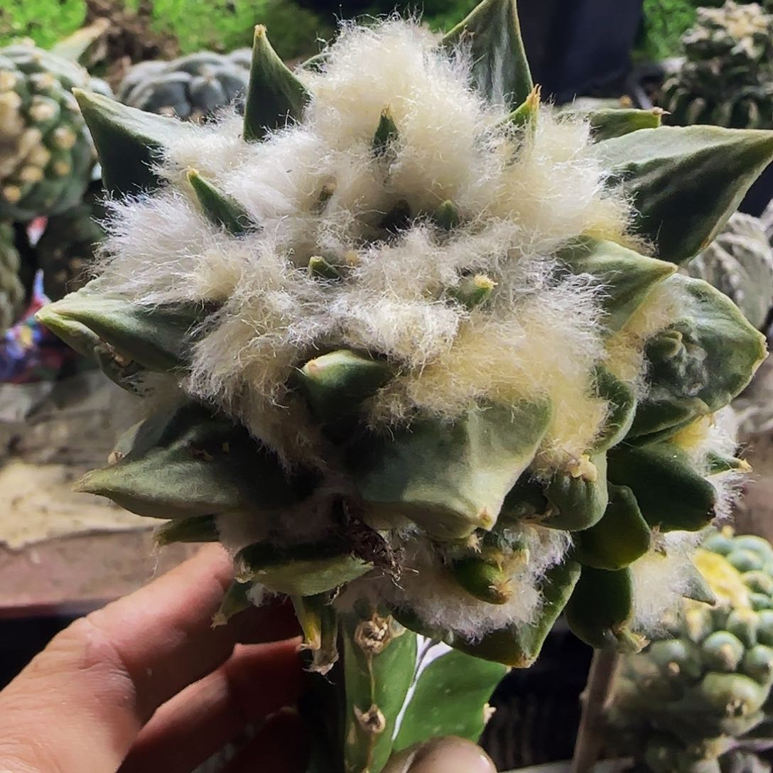 背锦龙牙492微瑕疵