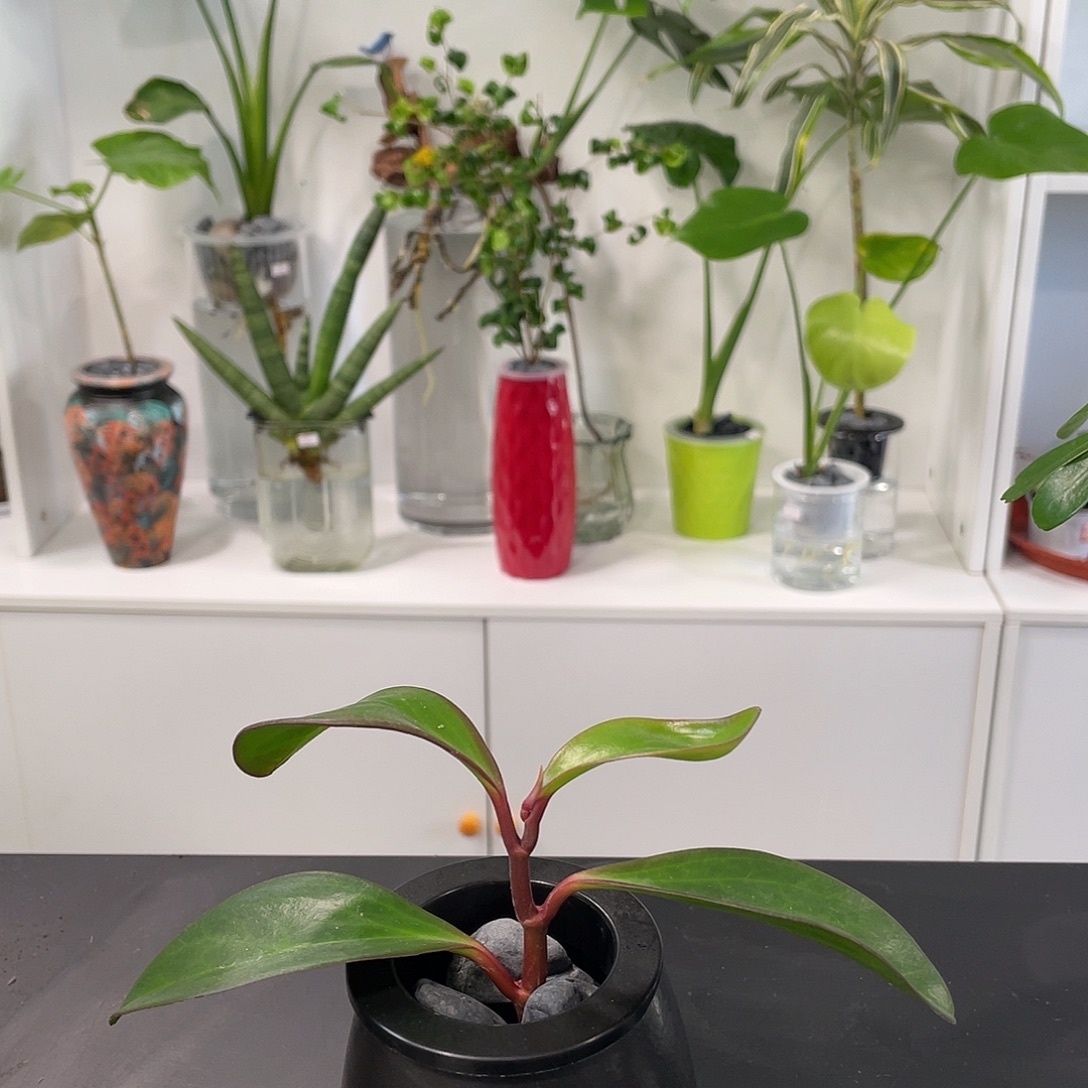 无花朵水培植物栽培技术112