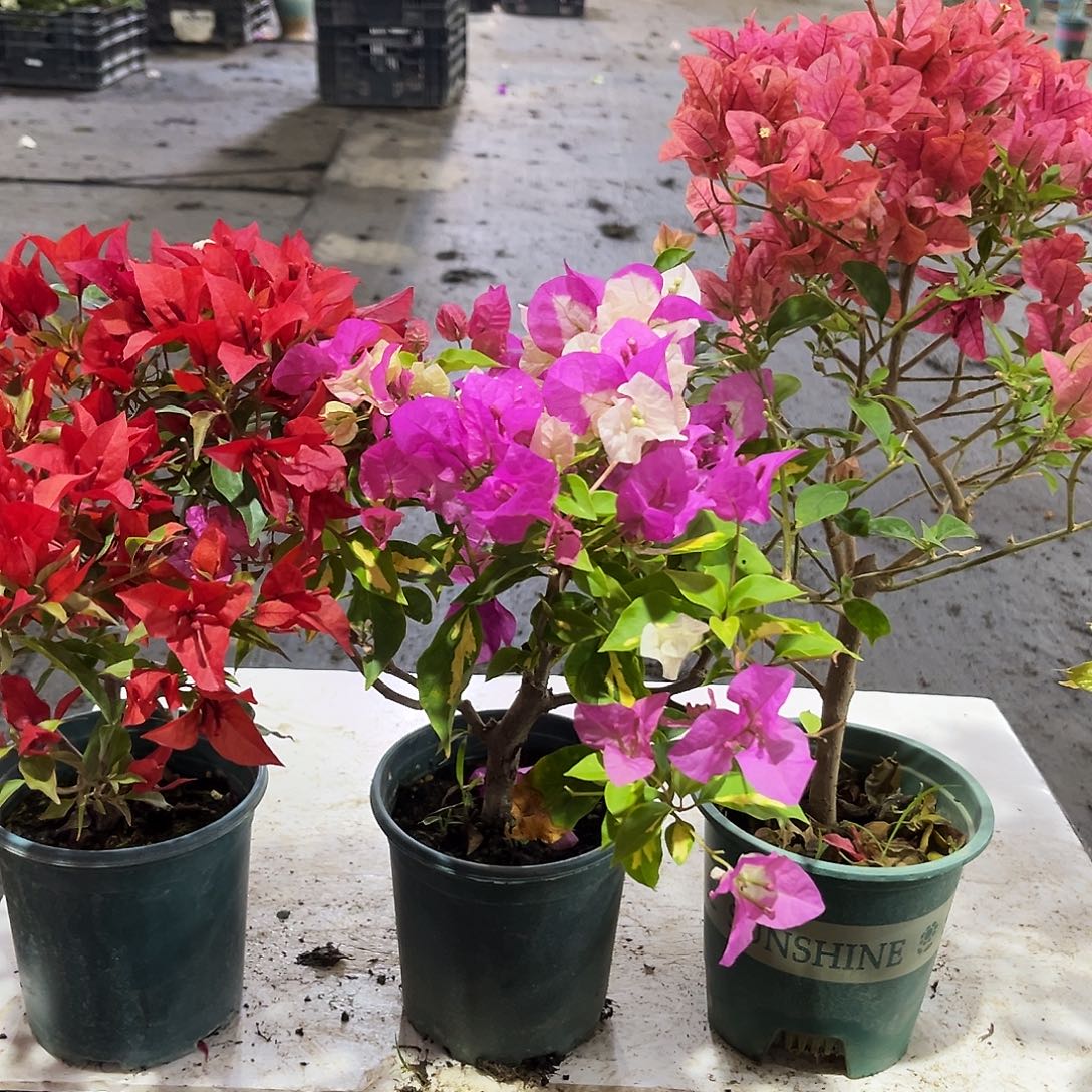 大部分花苞少量开放紫桑巴，金心双色，酒红