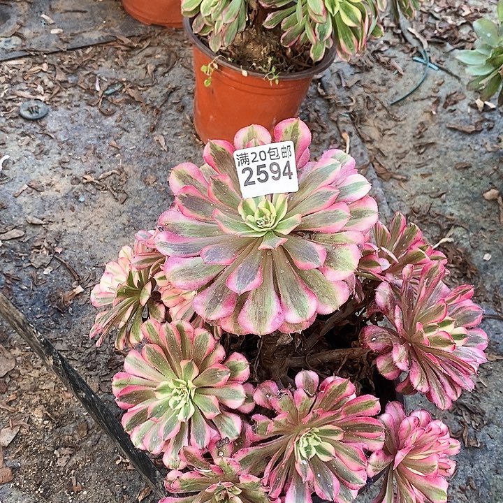2594 一颗粉铜壶法师