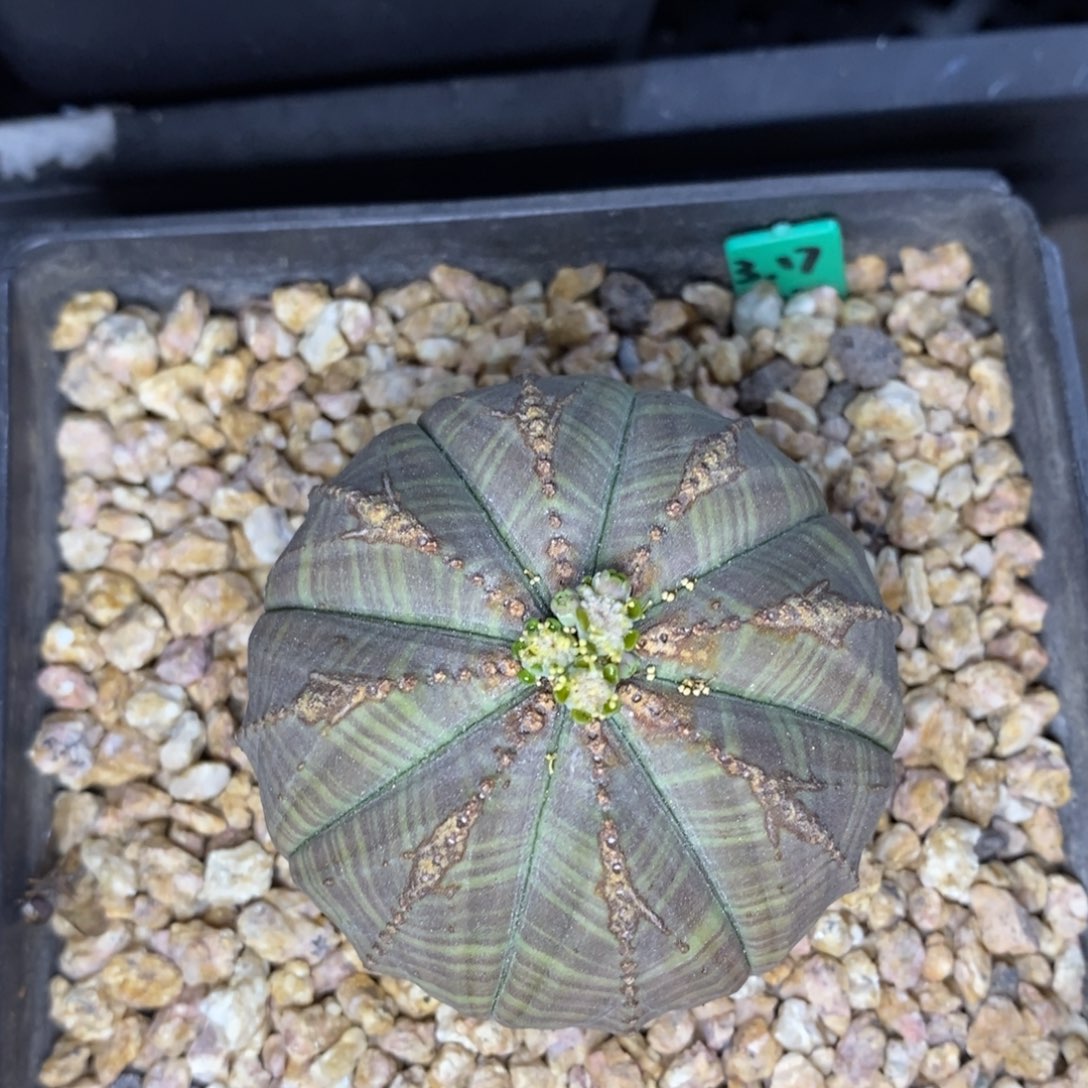 17欧系实生布纹球一物一拍