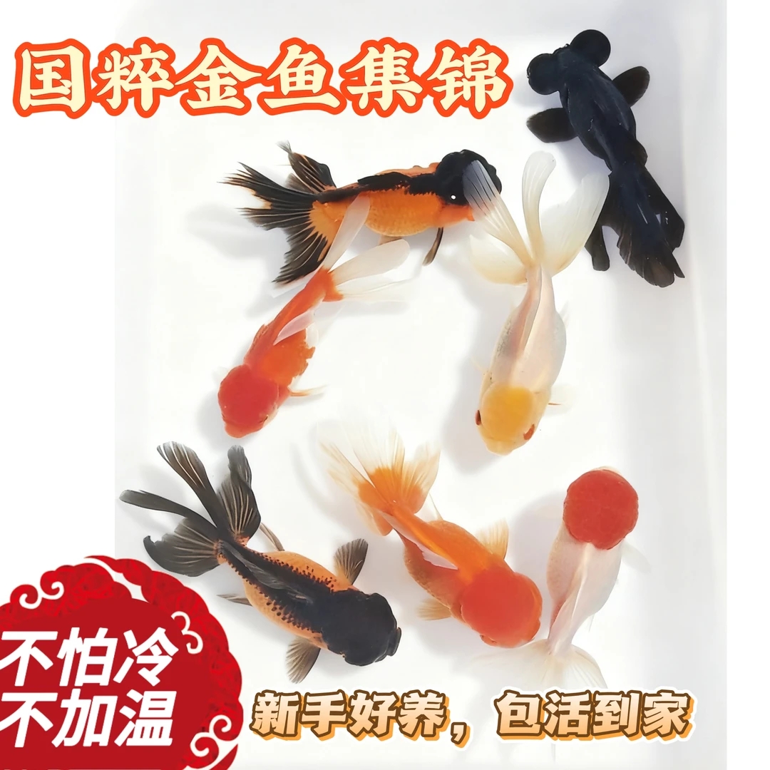 国狮金鱼活体冷水淡水好养活不用加温观赏鱼鸿运当头