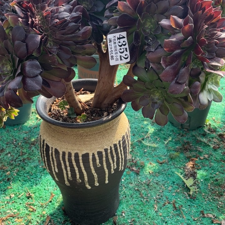 355号荷兰玫瑰缀化多肉