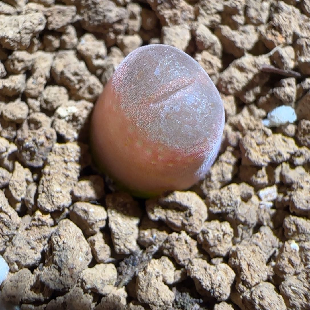 肉锥多肉植物组合-10km风铃303