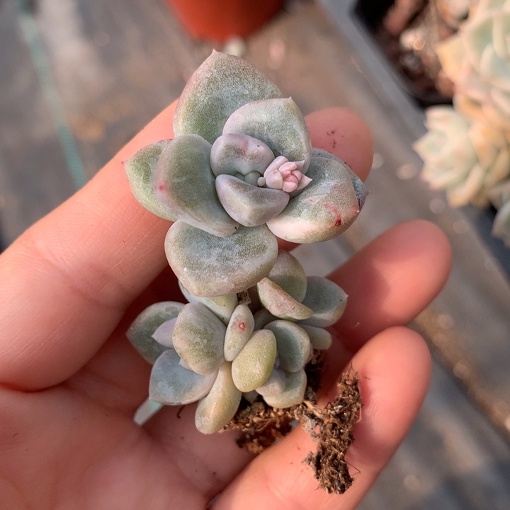 香水石化多肉植物