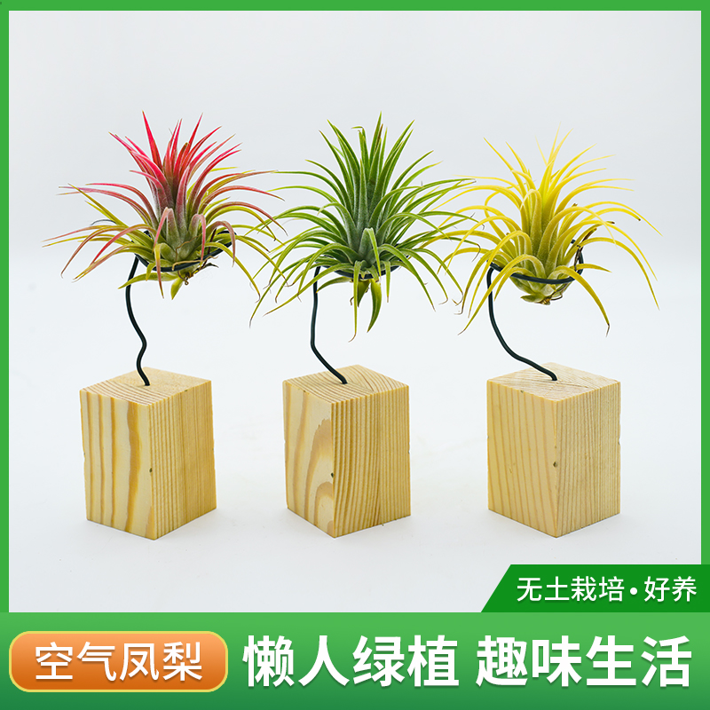 空气凤梨の懒人植物木质底座DIY搭配多色适用光照季节无土养护盆栽
