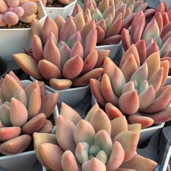 桃花源。                