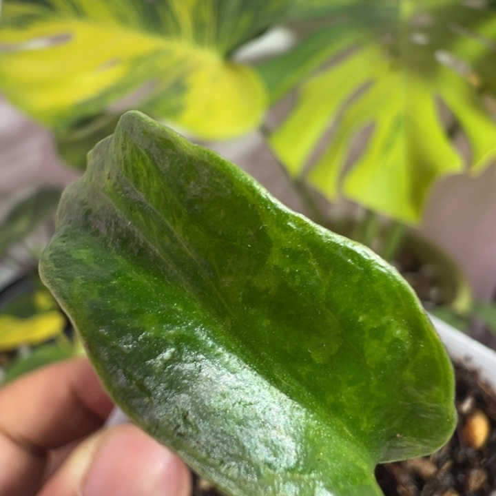 我***猫完全开放龟背竹种苗