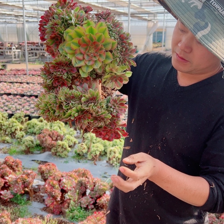 大颗红袖醉话72号多肉法师