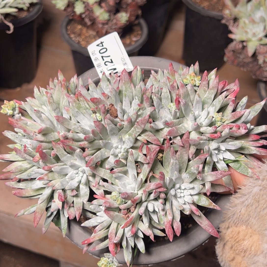 704白鹭哈哈哈哈哈哈哈哈