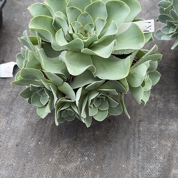 山地玫瑰一物一拍，脱土发，181号，不包断侧芽