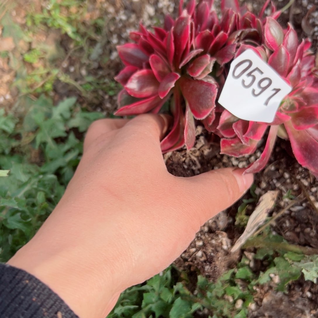 591 号多肉植物法师新年福利