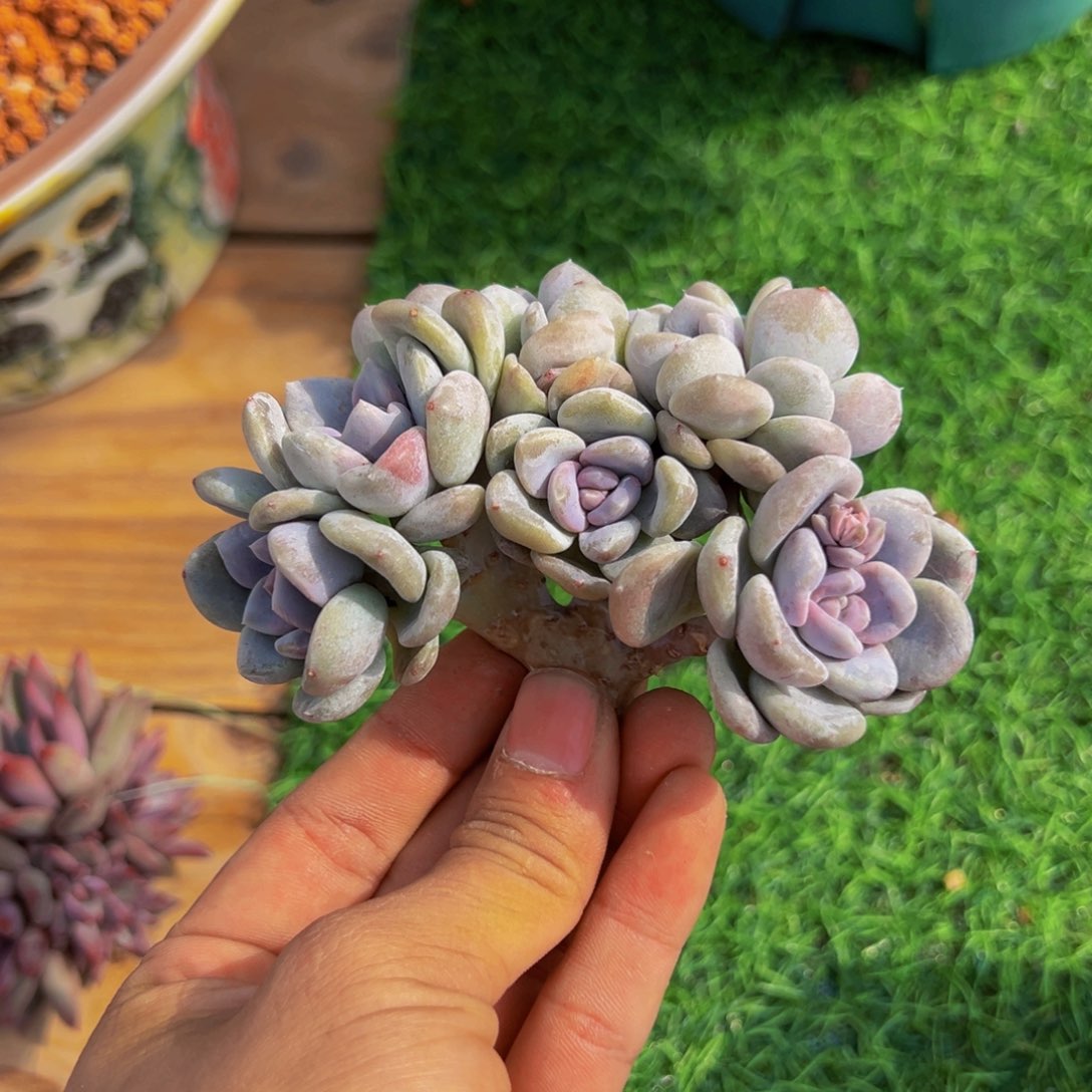 小*妹菩提子一颗肉肉