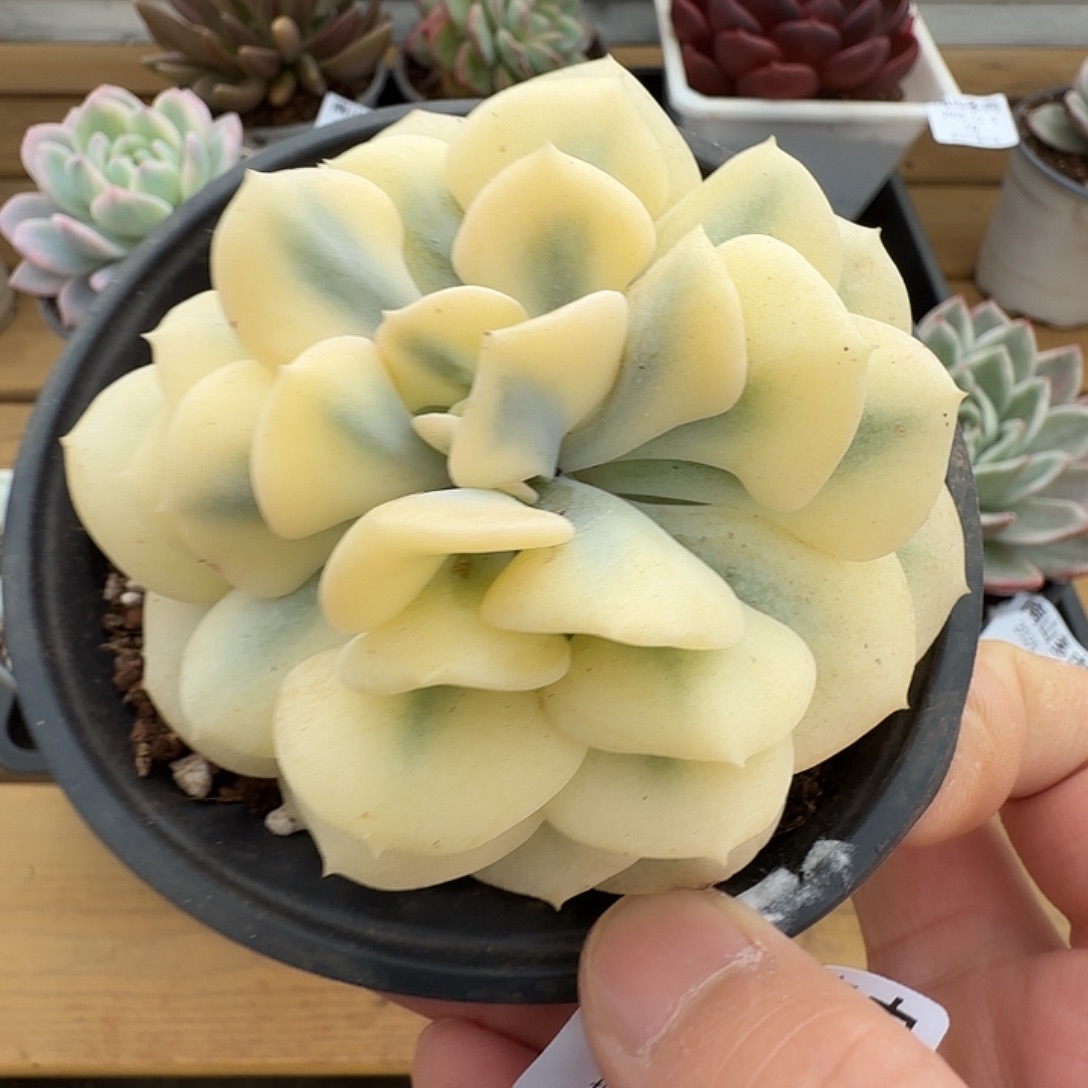 雪精灵锦1111123-18