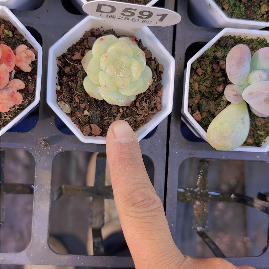 D591珍妮一物一拍