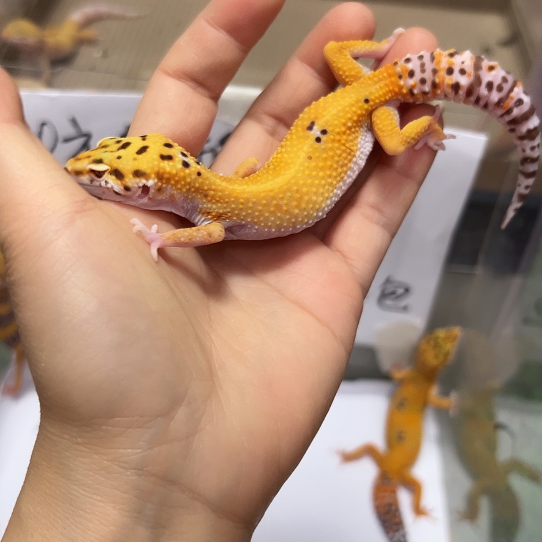 豹纹守宫豹纹守宫