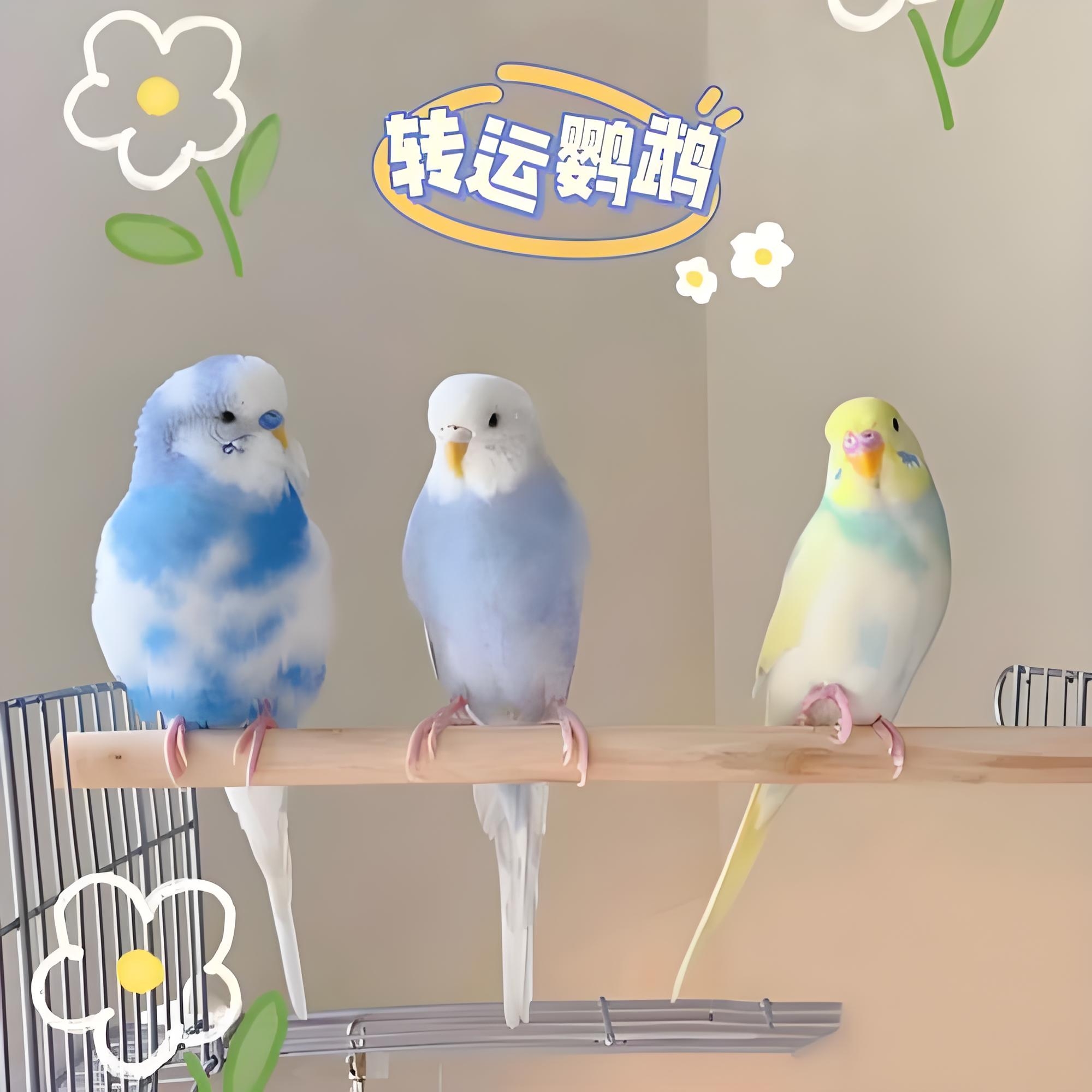 大头虎皮鹦鹉活体可手养亲人好养粘人可教说话观赏鸟