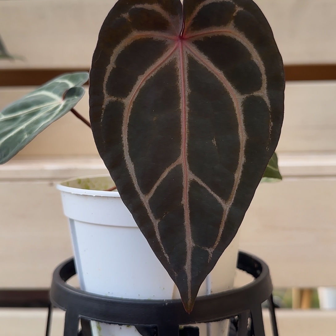 无花朵红水晶花烛