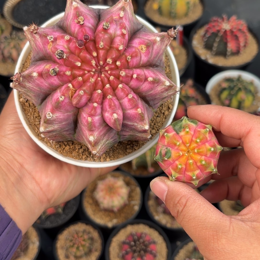 泰系米哈实生轮回组合1号