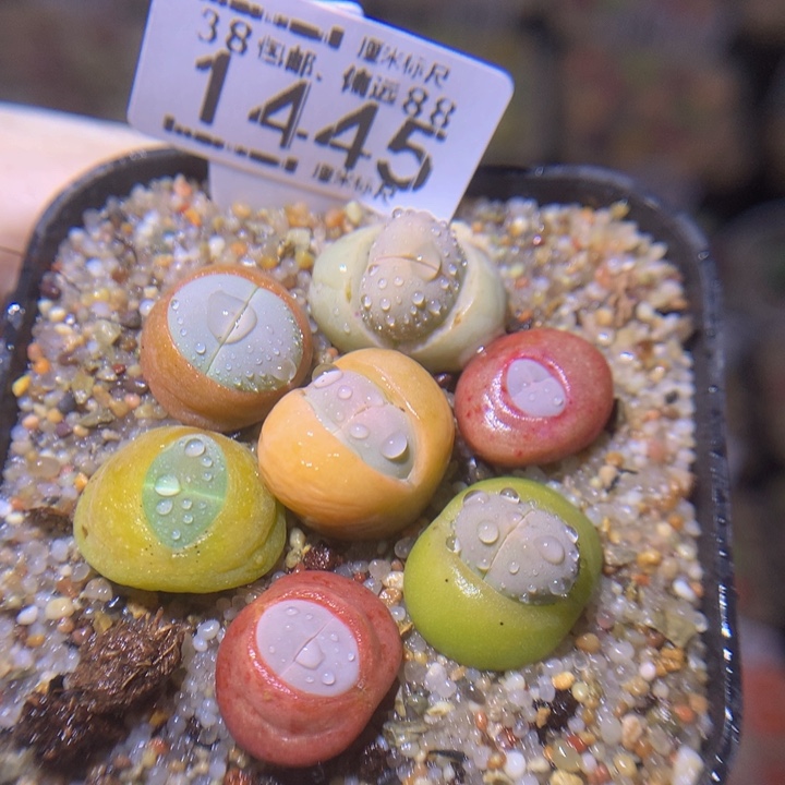 Sss精品生石花1445