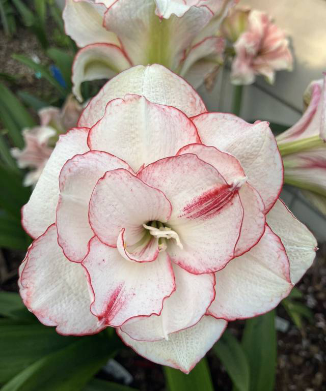 狐狸朱顶红魔幻之旅7-8cm