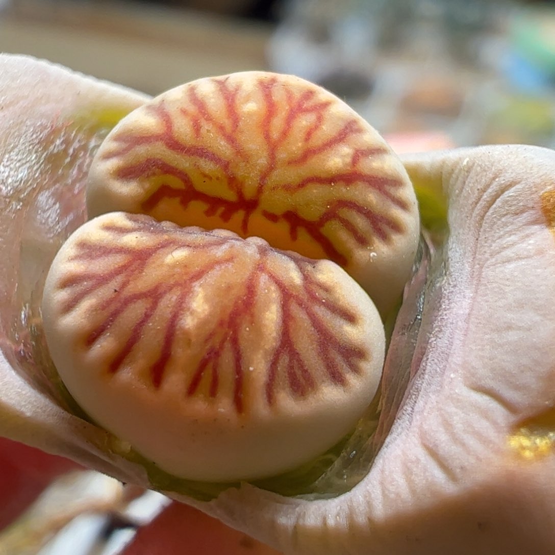 血管菊多肉植物百科，