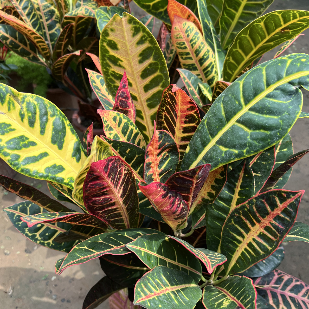 七彩变叶木老桩盆栽室内外耐热观叶植物四季绿植盆景